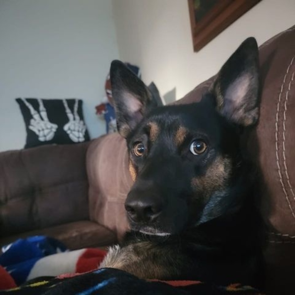 Meet your Posher, Josh